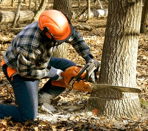 Tree Removal in Lott, TX